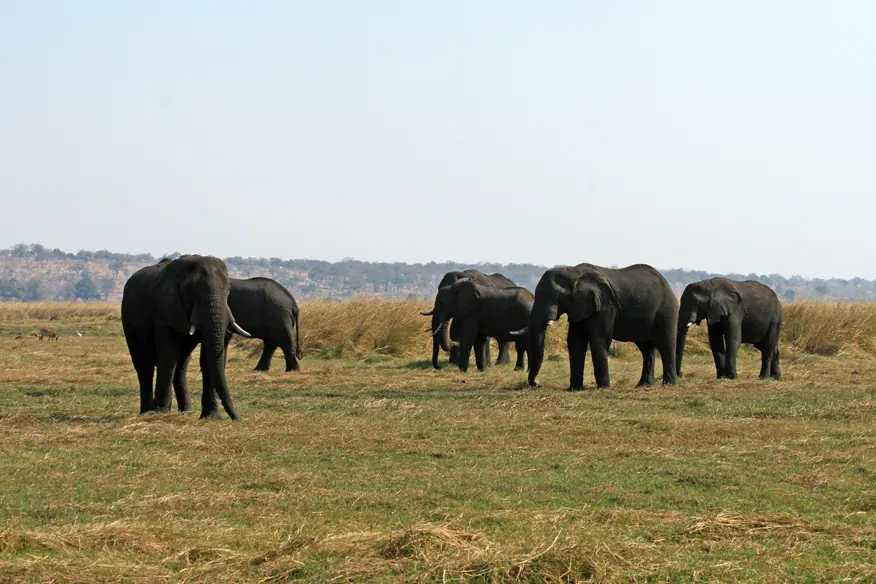 Elephants along the Chobe river - panoramio.jpg