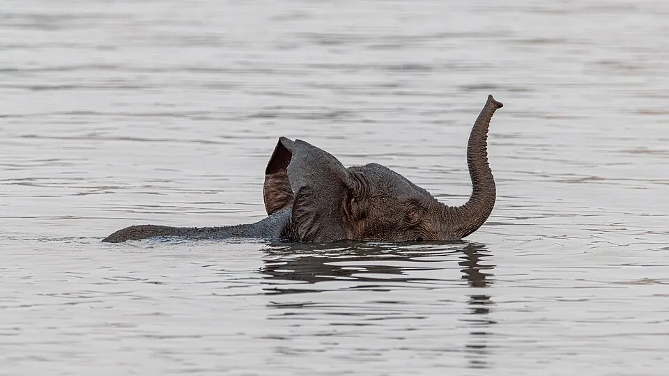 Chobe Day Trip