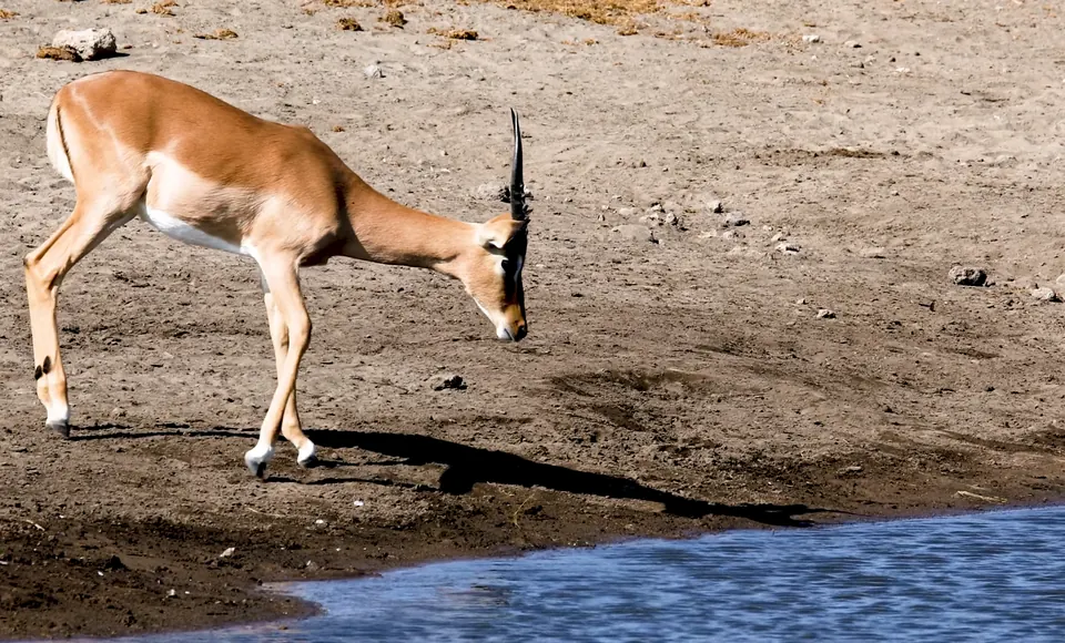 Animals in Kafue National park 04.png